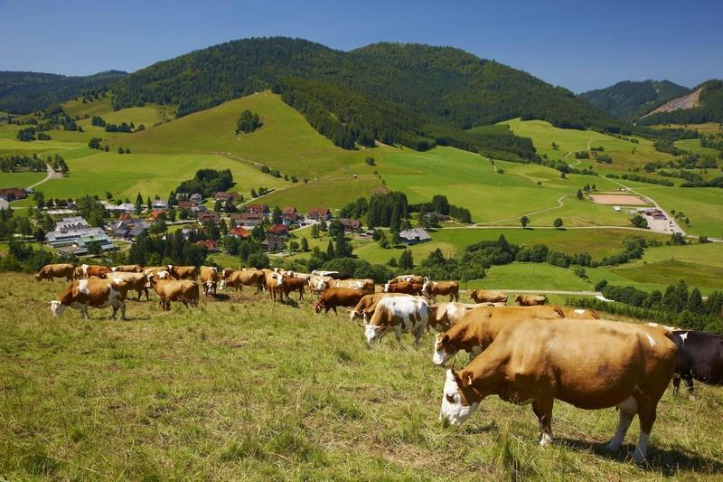 Ferienwohnungen Haus Marlene Kaiser Bernau im Schwarzwald Esterno foto
